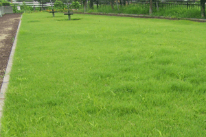 公園の芝刈り